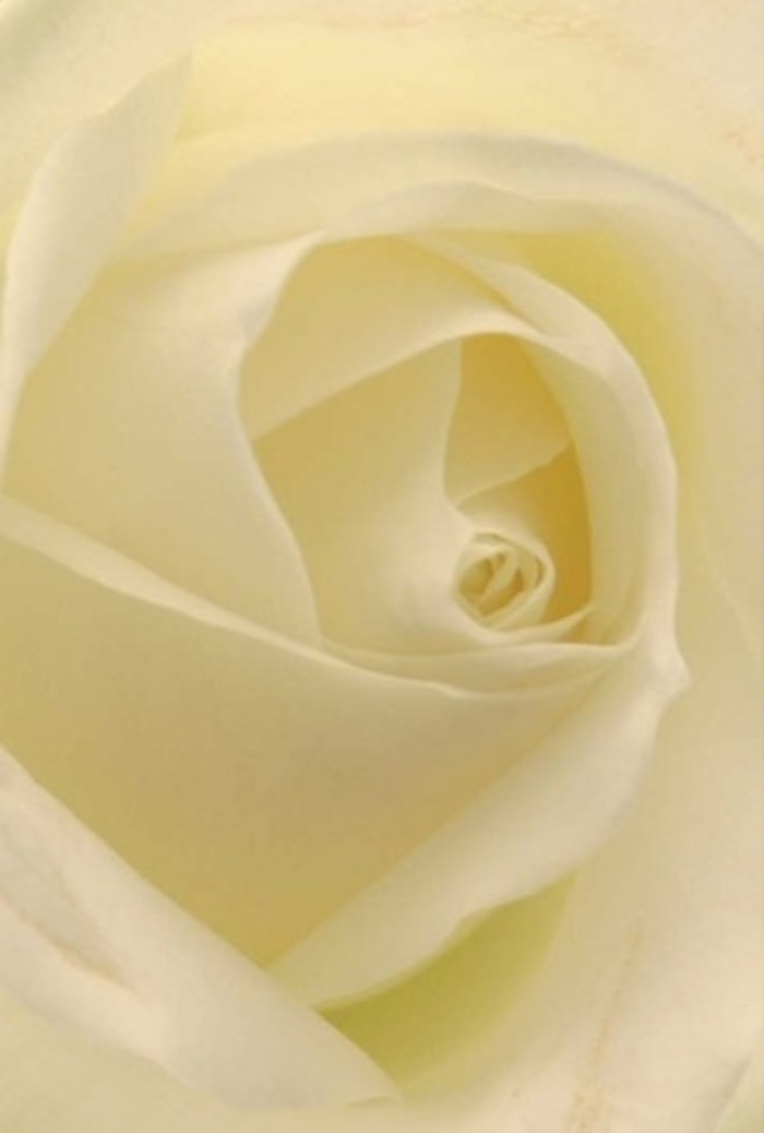 From a South Croydon perspective, this classic white rose is treasured not just for its layers and shapes, but for the tranquil soul it brings to any setting-whether set upon a dining table in Purley Oaks or offered as heartfelt comfort in Sanderstead. The composition invites you to drift through the gentle gradations of white and cream, light washing across each petal in a way that suggests the bloom was lit from within. The close focus highlights a flawless spiral core, its symmetry evoking purity, resilience, and sincerity. There's an artistry here that feels both timeless and contemporary, a nod to the local tradition of extraordinary floral craftsmanship. The rose's understated radiance speaks of quiet strength and unspoken grace, perfect for wedding centrepieces, anniversary gestures, or meaningful apologies. Every nuanced shade and shadow lifts the bloom's natural beauty, while the suggestion of a fresh, serene fragrance punctuates the moment-like a breath of calm on a walk along Brighton Road. It's a rose that communicates emotion with restraint and depth, much like the community spirit found across South Croydon.